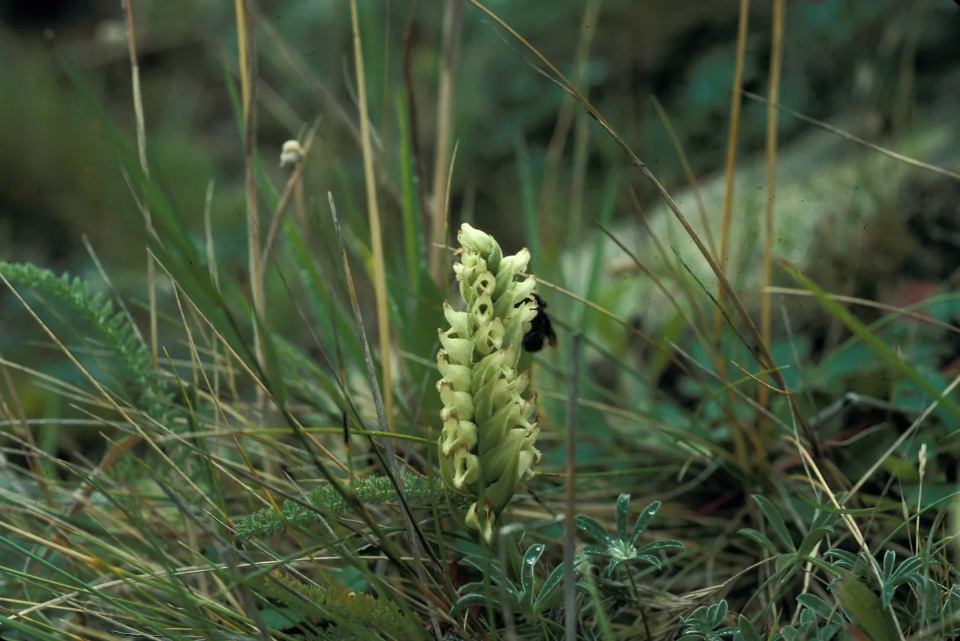 Spiranthes romanzoffiana flower