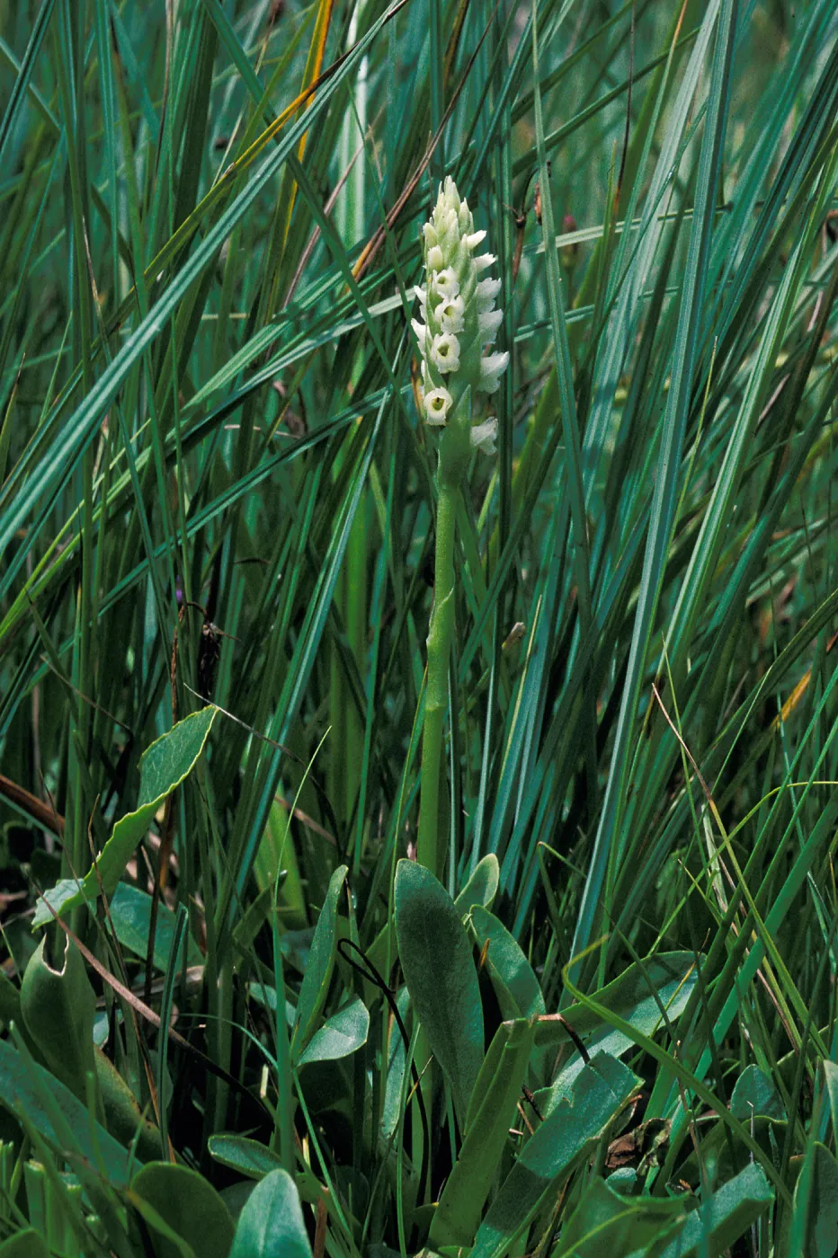 Spiranthes romanzoffiana habitat