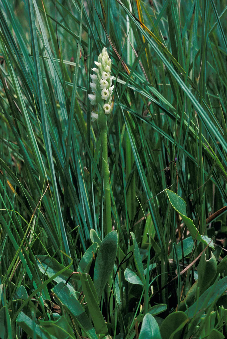 Spiranthes romanzoffiana habitat