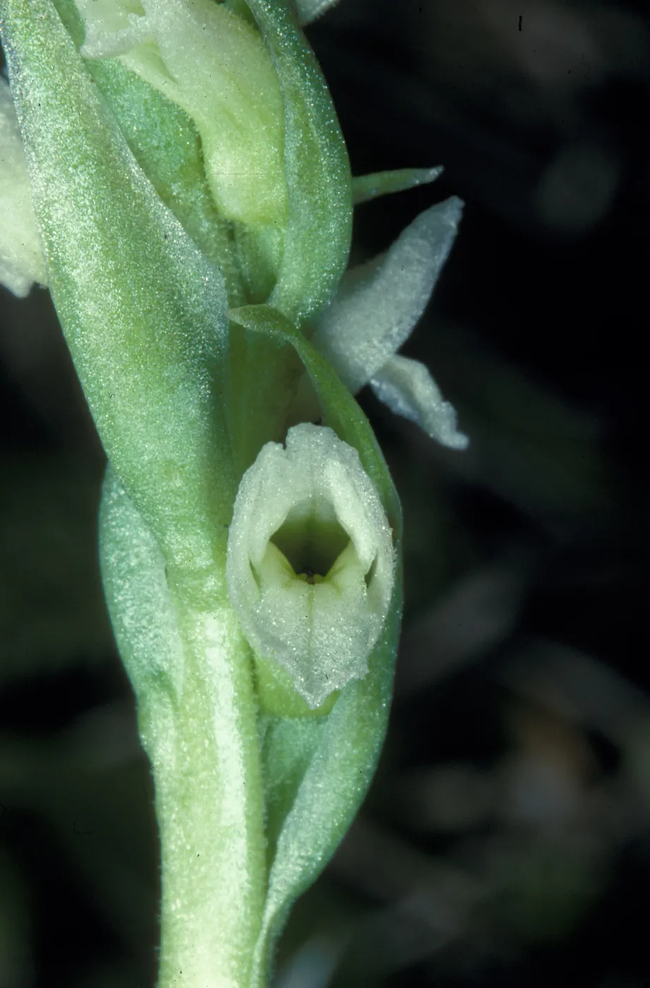 Spiranthes romanzoffiana