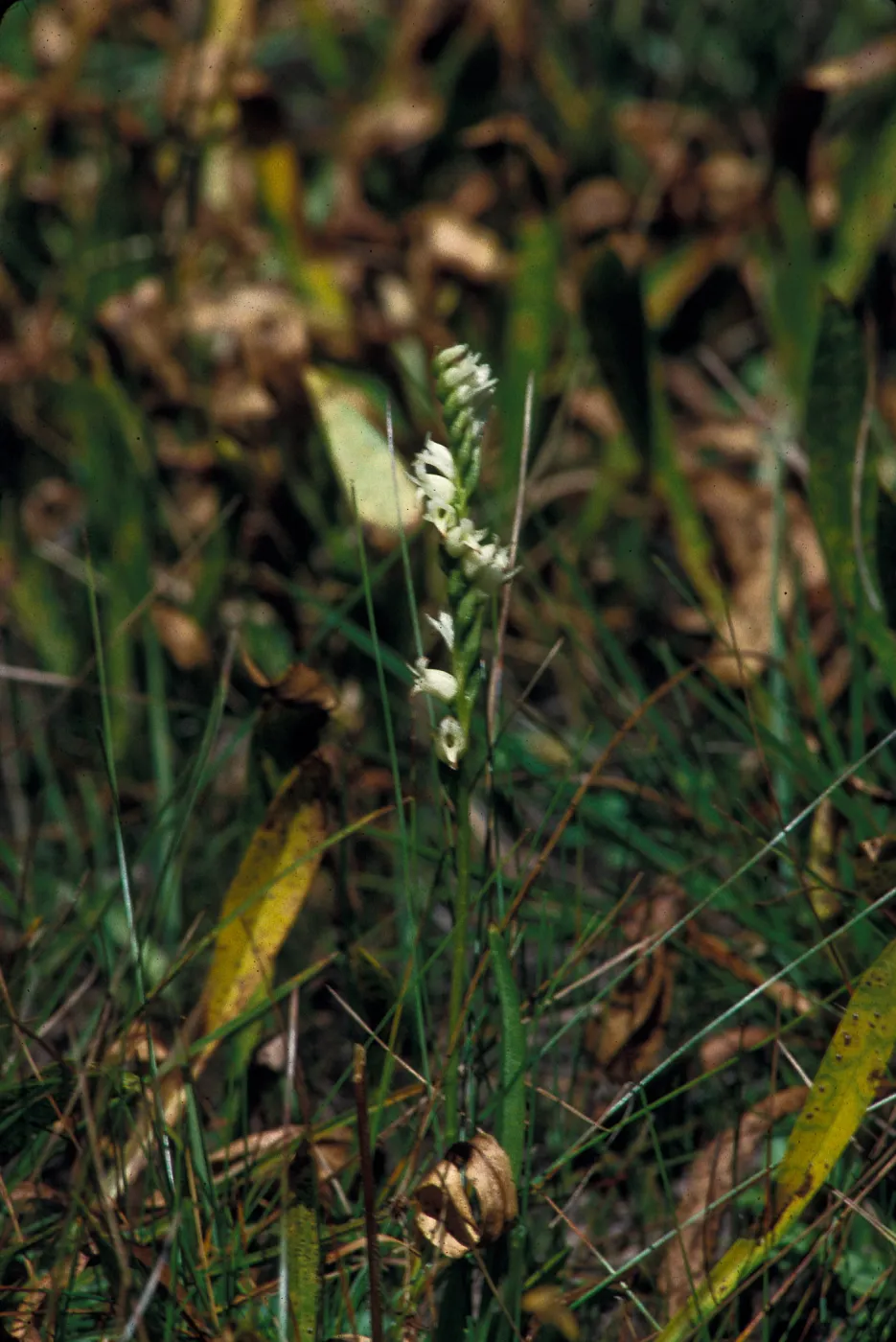 Spiranthes romanzoffiana