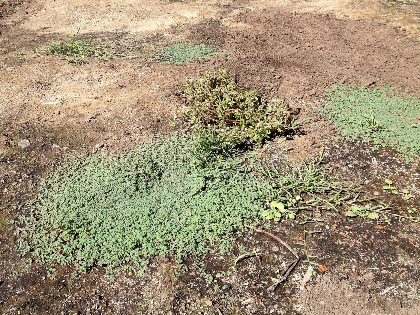 Meadow Revival Project, black versus white plastic mulch test, after plastic removal, weeds that grew under white plastic