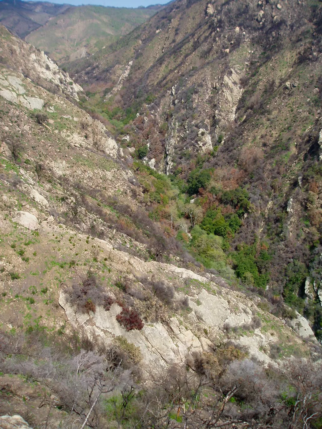 Ellwod Canyon After the Gap Fire, emergent vegetative growth