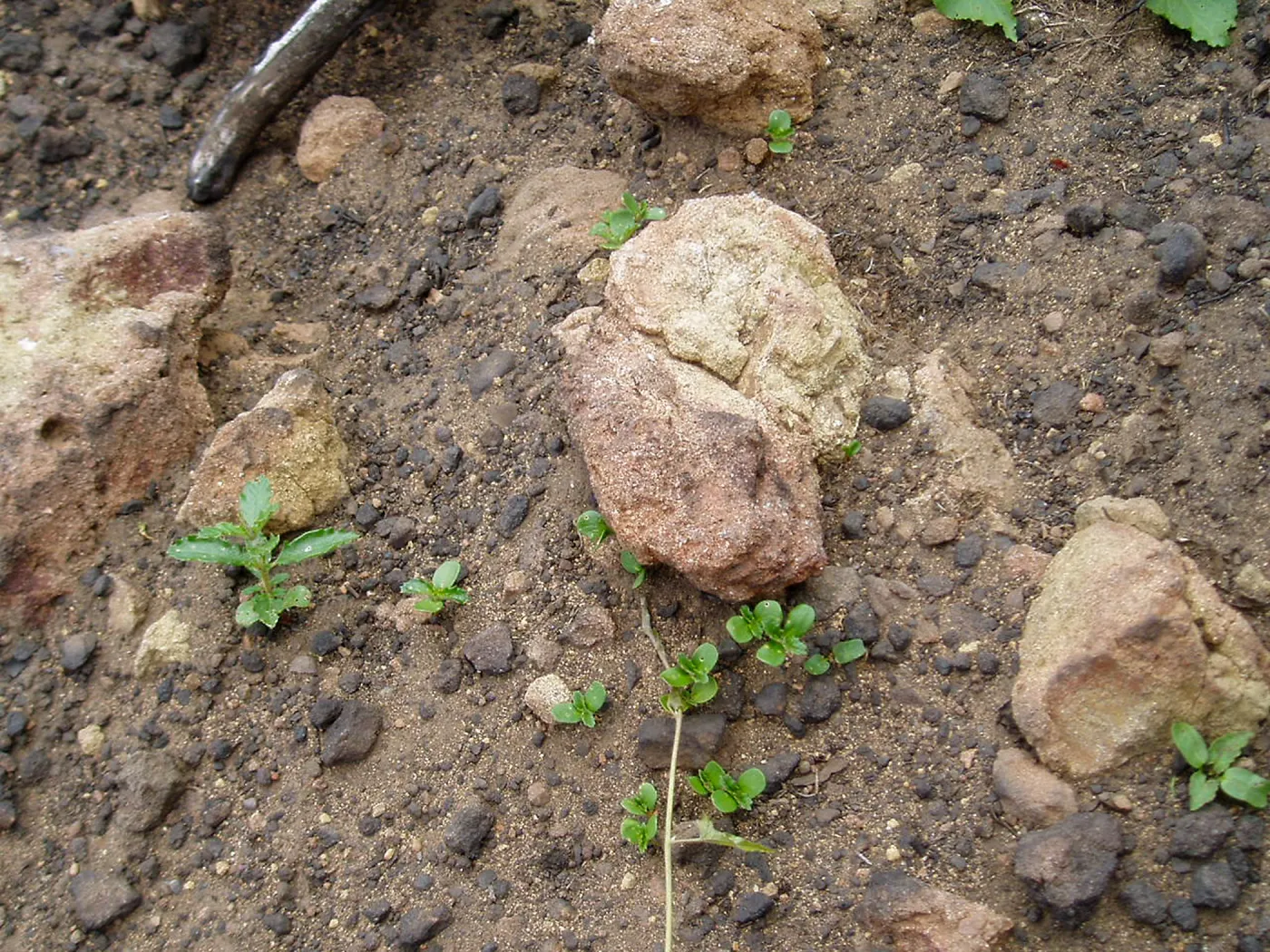 Winchester Canyon After the Gap Fire, emergent vegetative growth