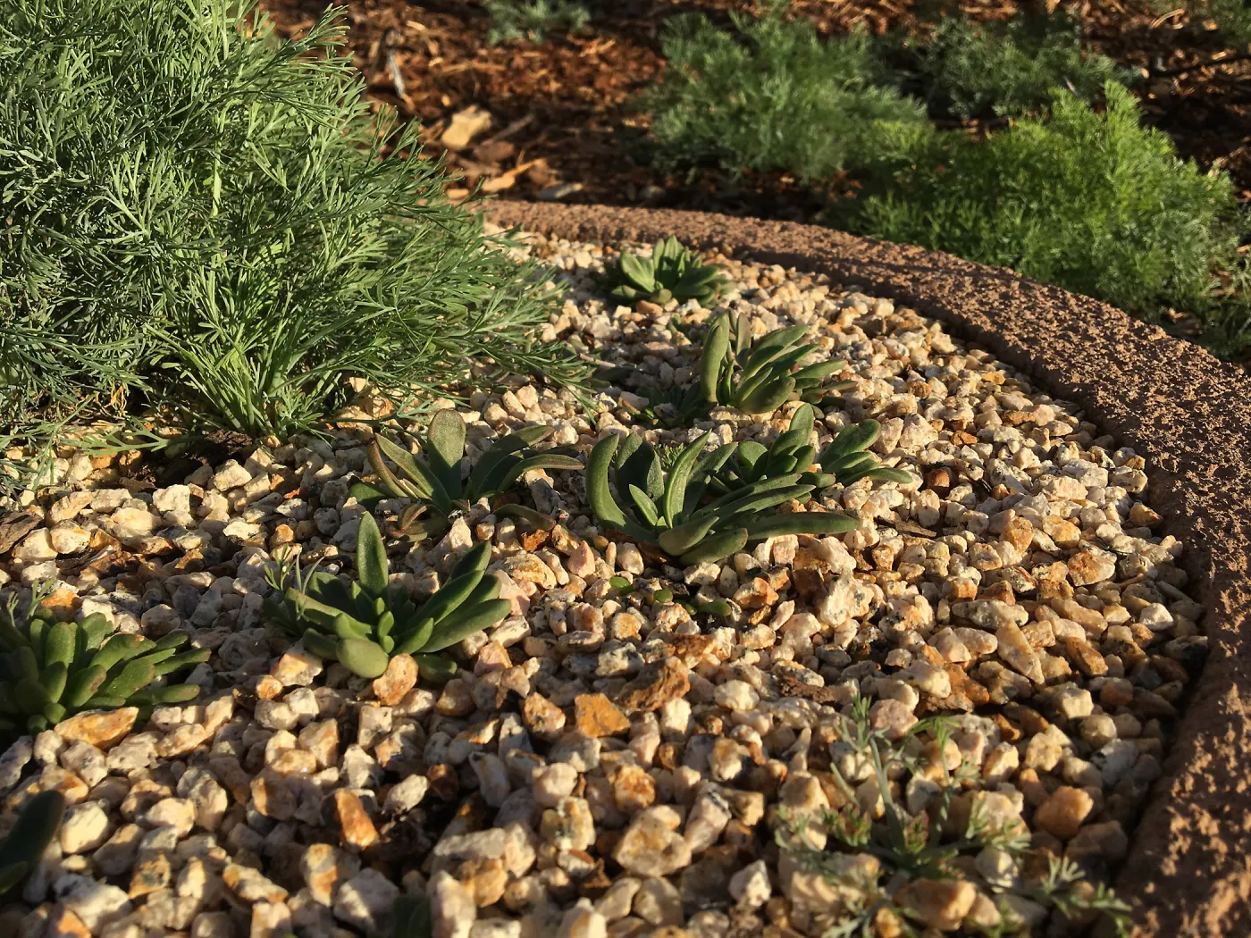 Dudleya nesiotica, Island View Garden