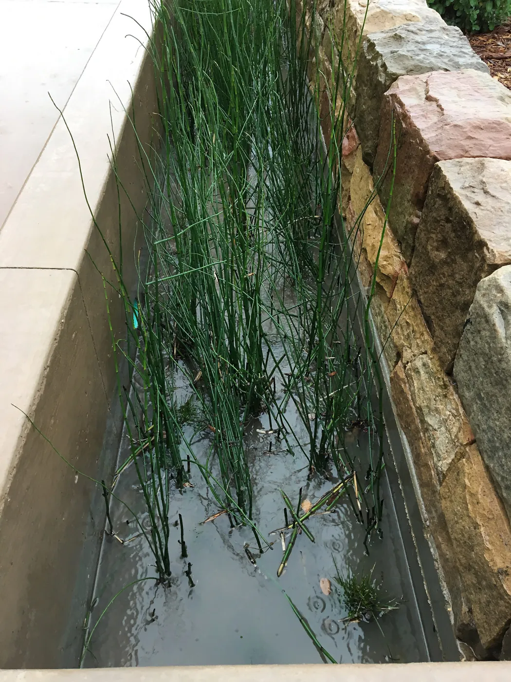 Equisetum in the rill at the PCC