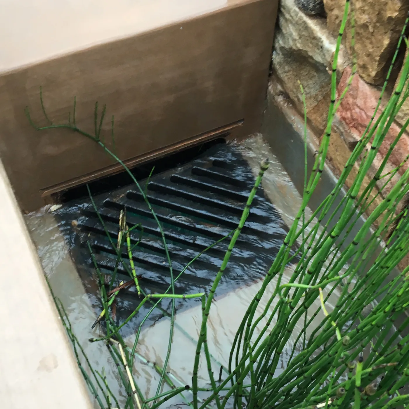 Equisetum in the rill exit at the PCC Island View Garden
