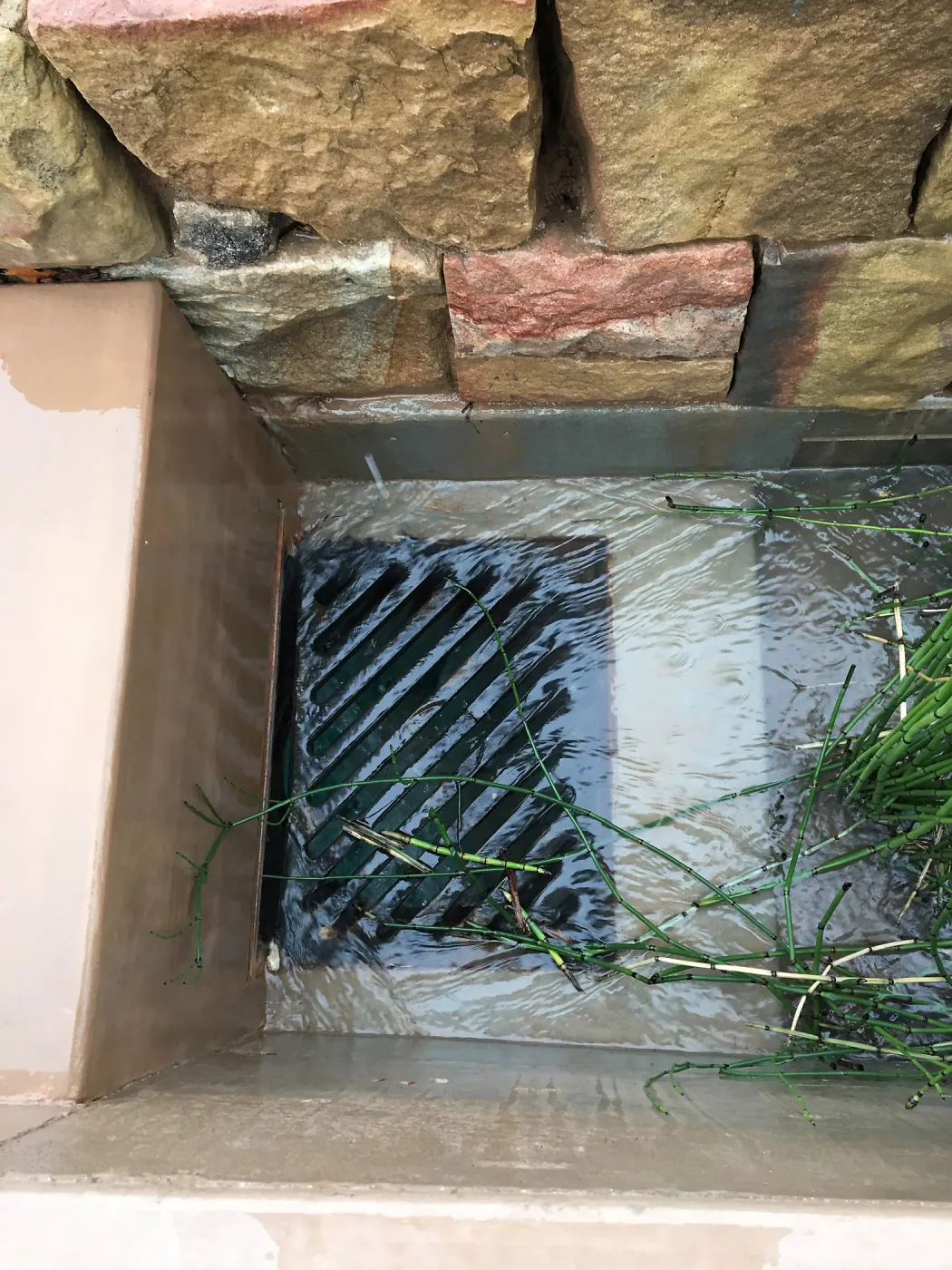 Equisetum in the rill exit at the PCC Island View Garden