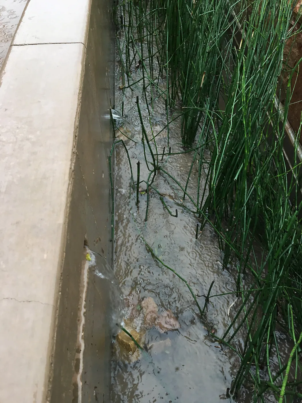 Equisetum in the rill at the PCC Island View Garden