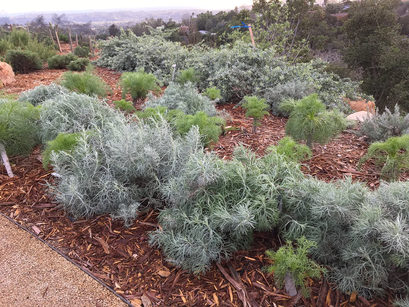 Artemisia nesiotica at PCC Island View Garden