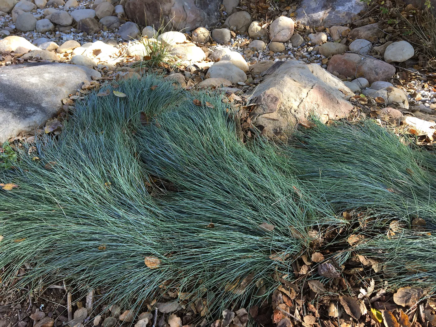 Festuca â€˜Patricks Point' in Home Demonstration Garden