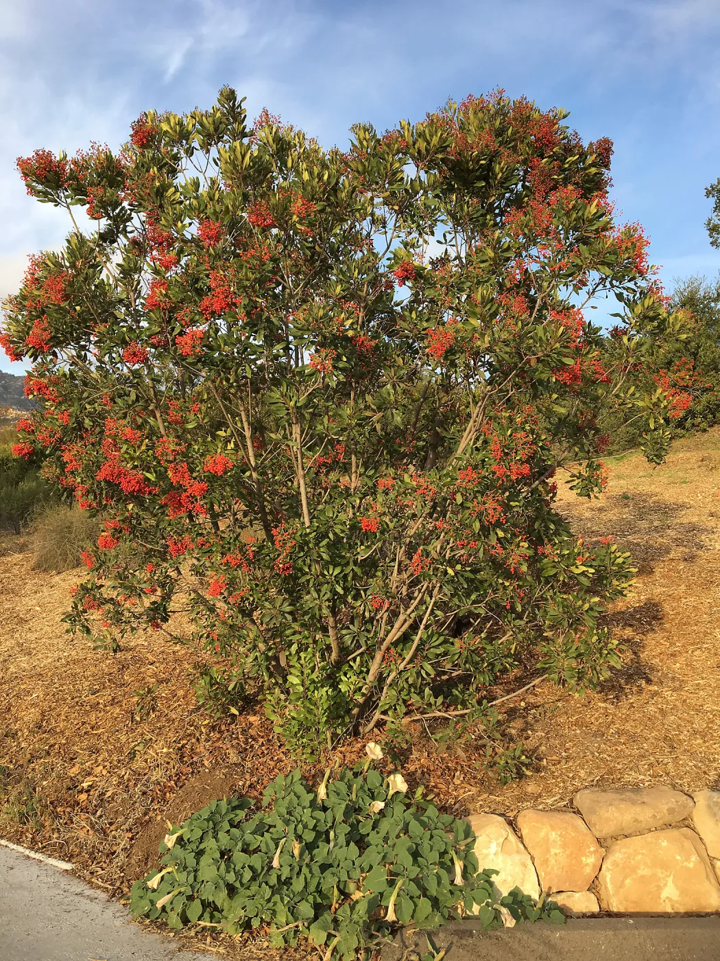 Toyon along Pritzlaff Conservation Center driveway