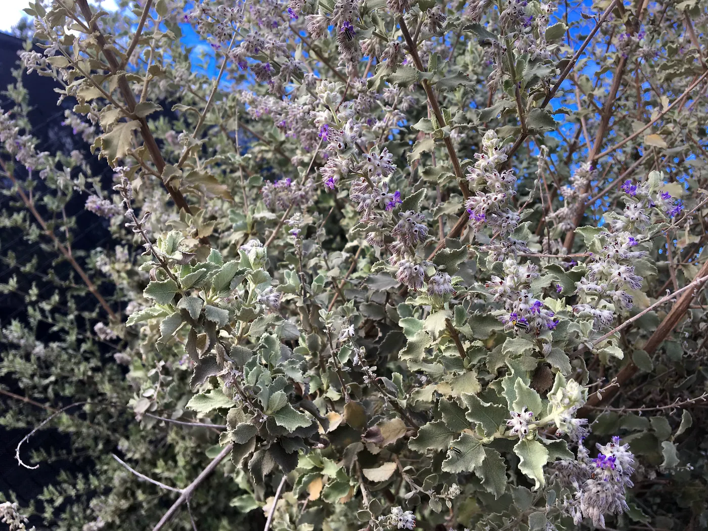 Condea emoryi on Pritzlaff Conservation Center driveway by Garden Growers canyard