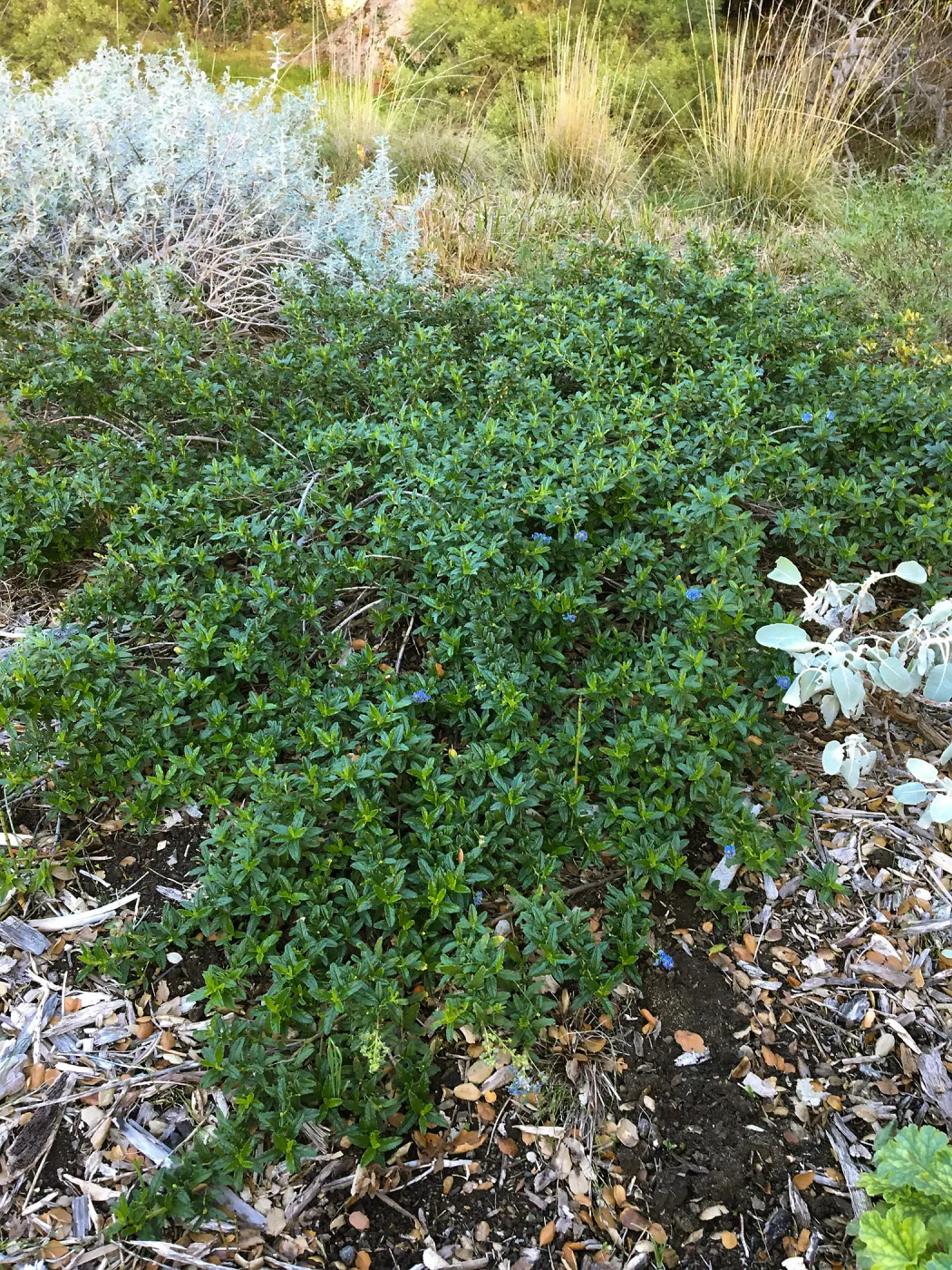 Ceanothus â€˜Joyce Coulter' in groundcover display