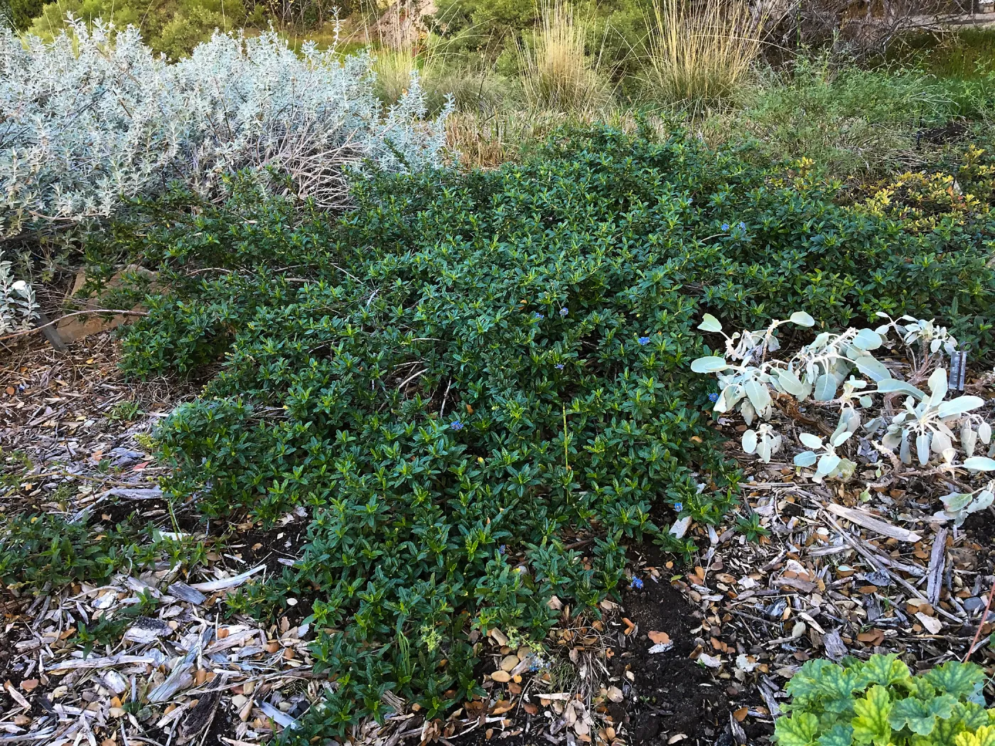 Ceanothus â€˜Joyce Coulter' in groundcover display