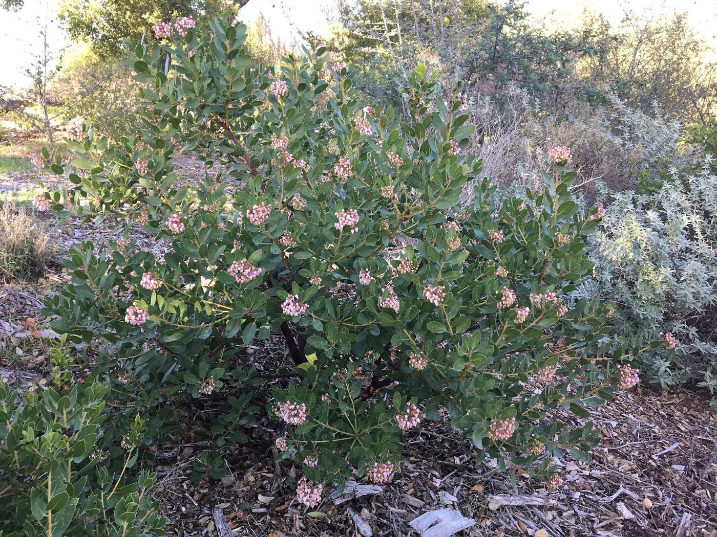 Arctostaphylos insularis PorterTrail A 20-21