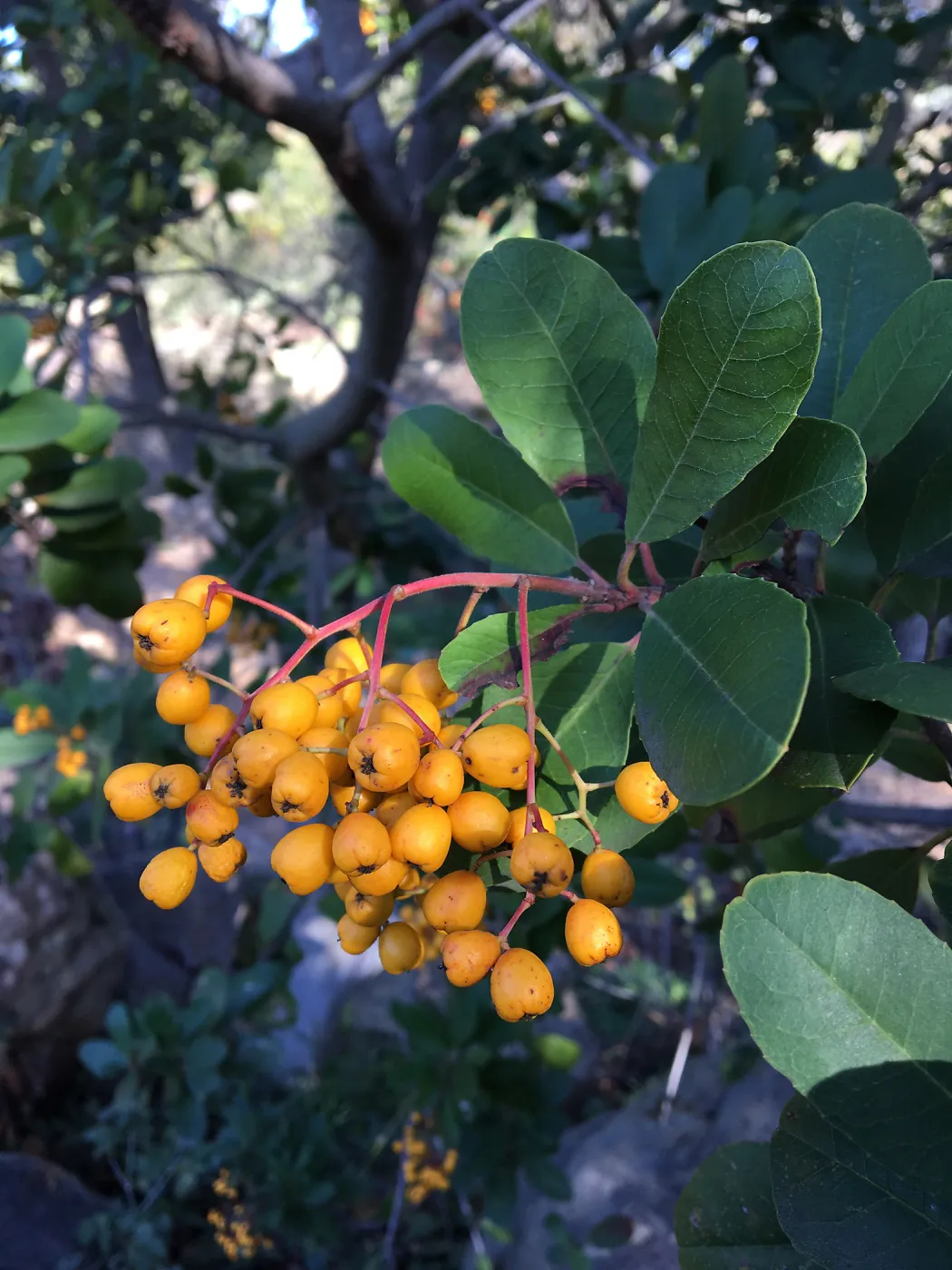 close-up of ripe yellow-orange Toyon berries