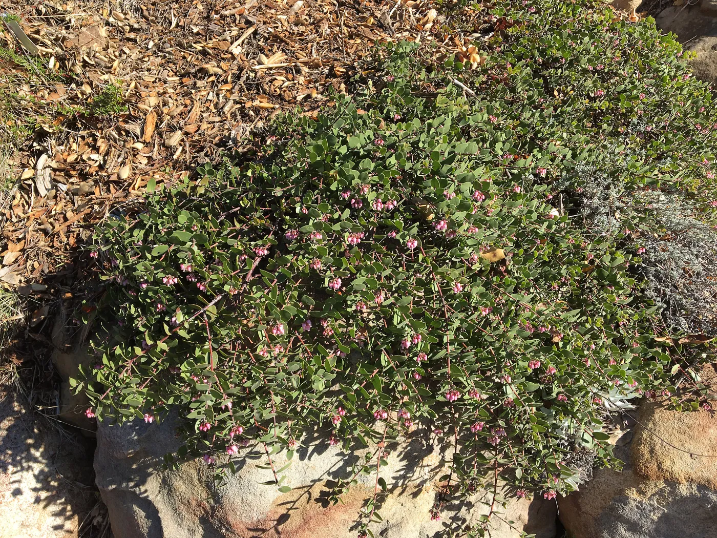Arctostpahylos â€˜Arroyo Cascade'