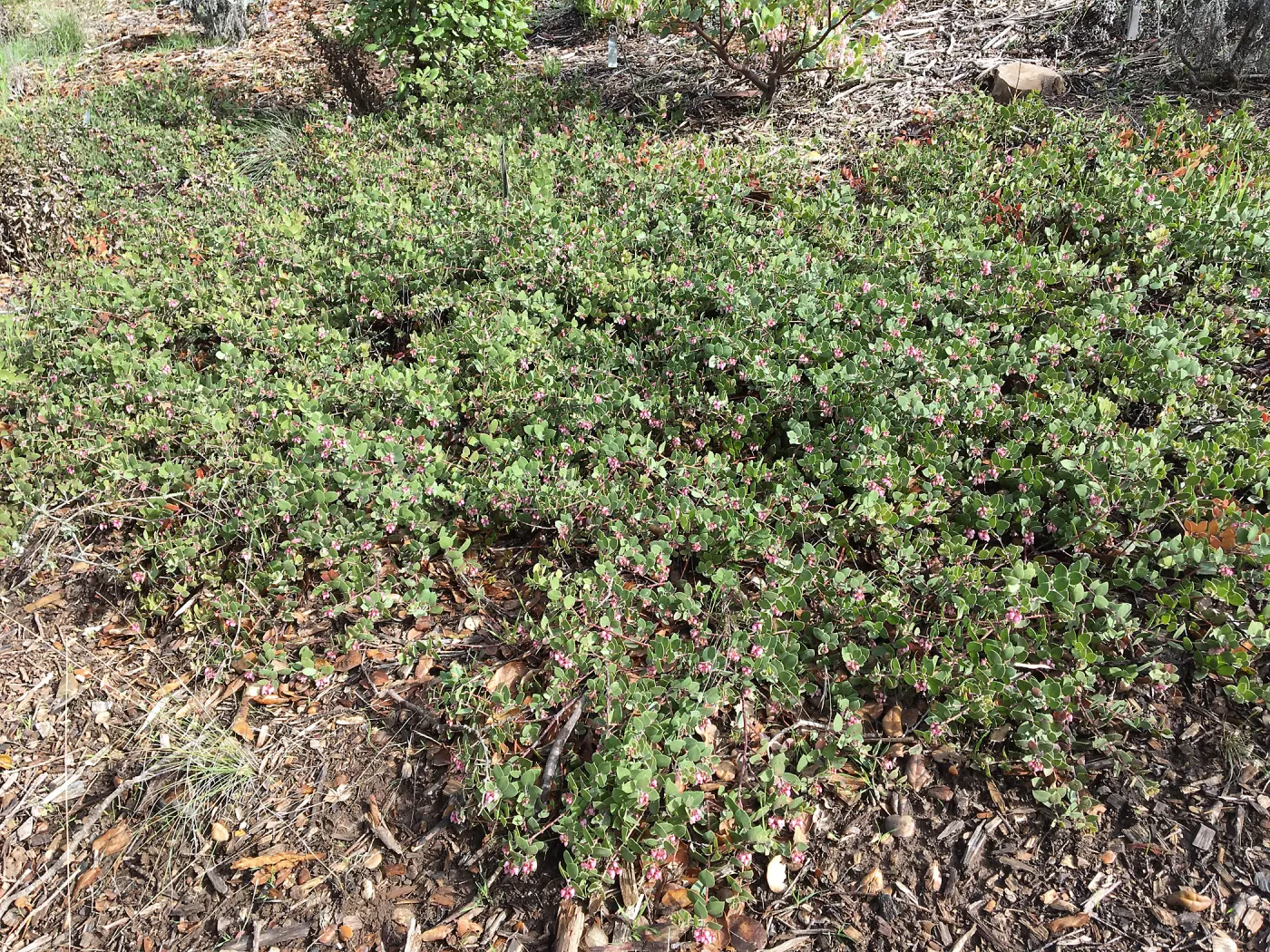 Arctostaphylos â€˜Arroyo Cascade'