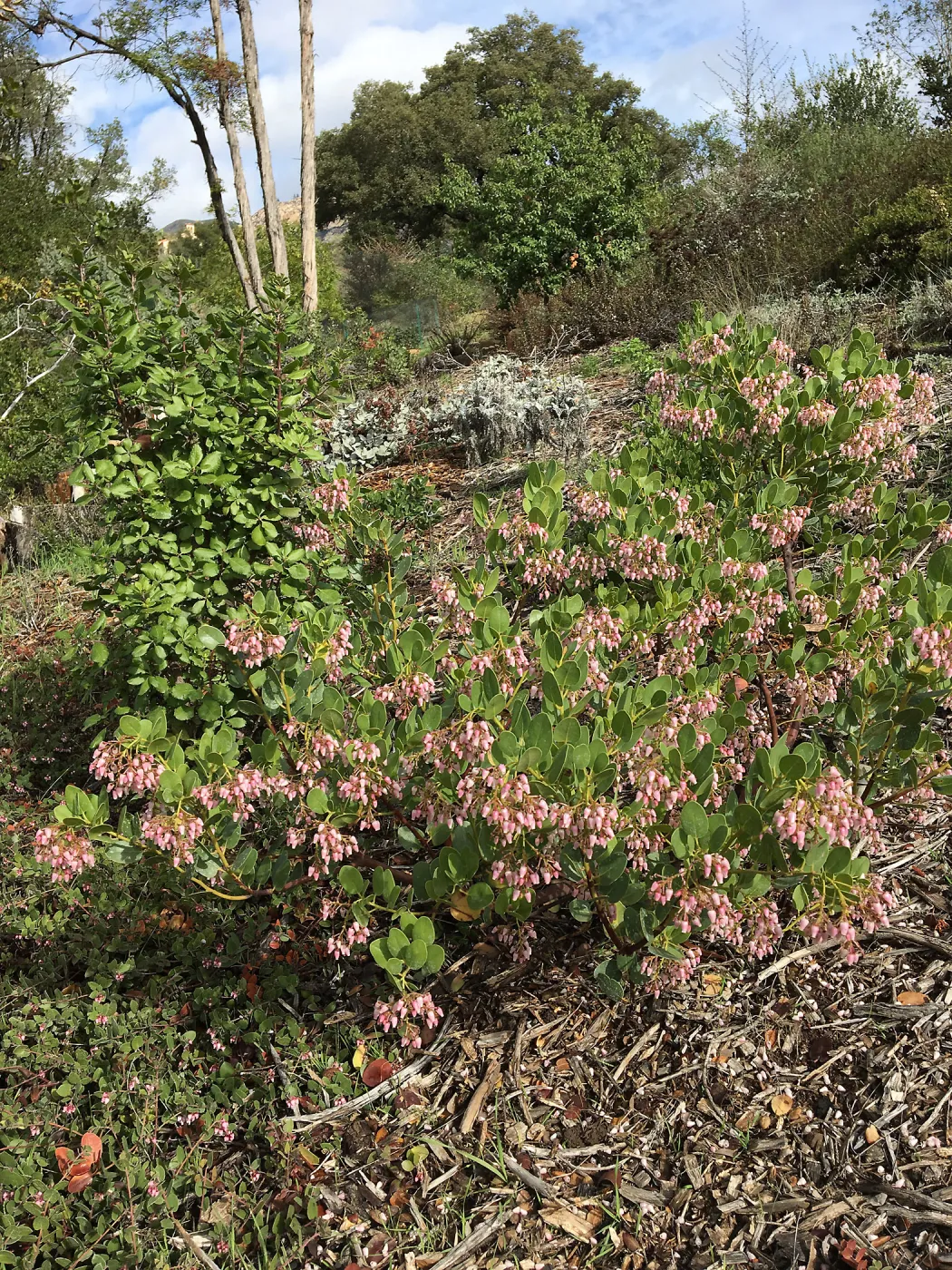 Arctostaphylos insularis SBBG 85-54
