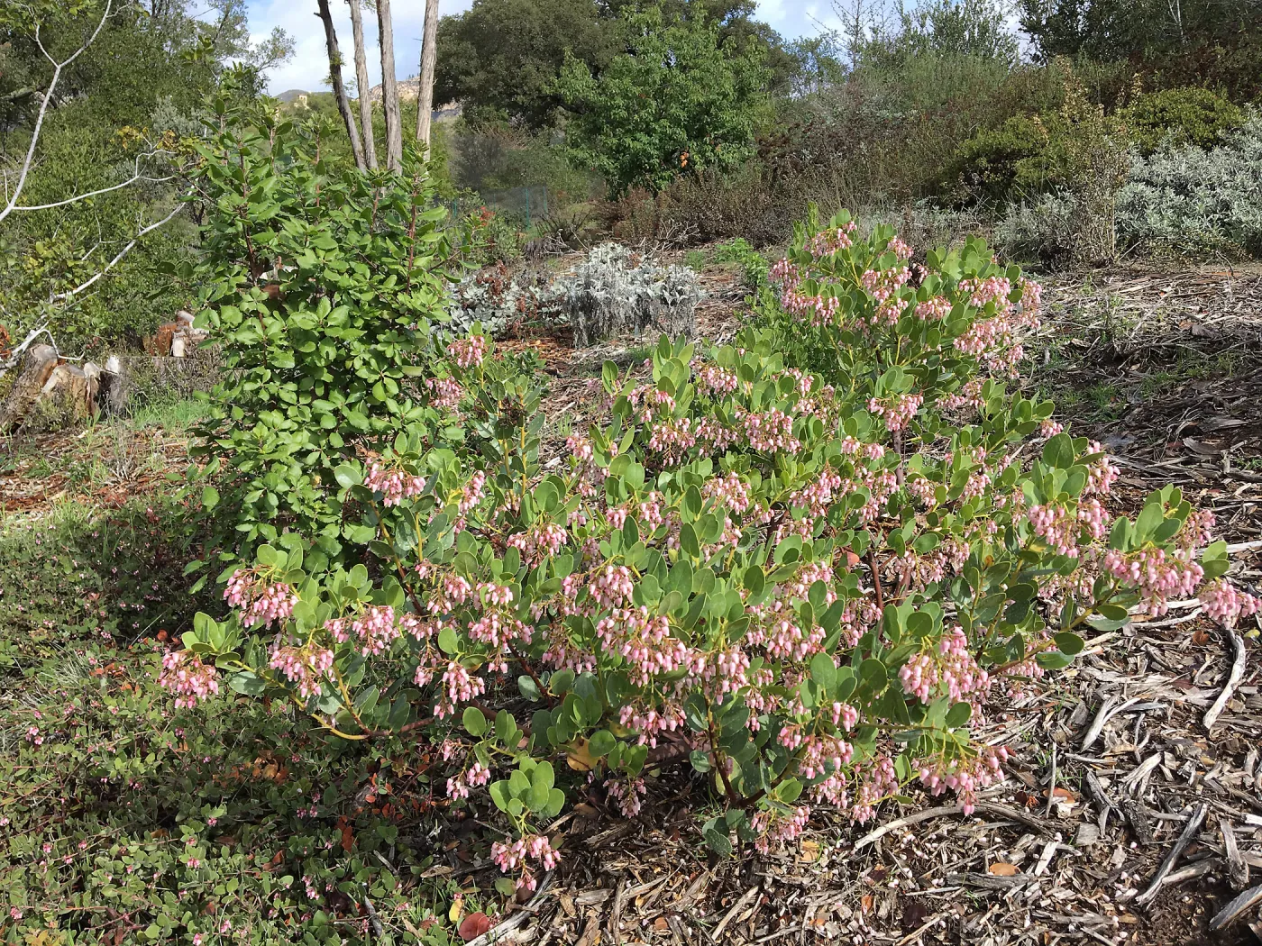Arctostaphylos insularis SBBG 85-54
