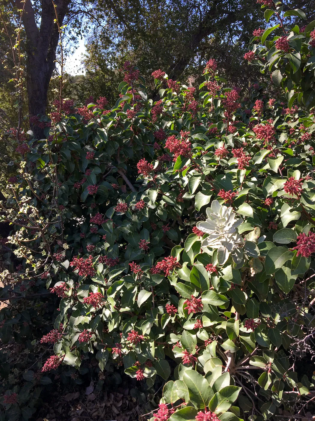 Rhus ovata