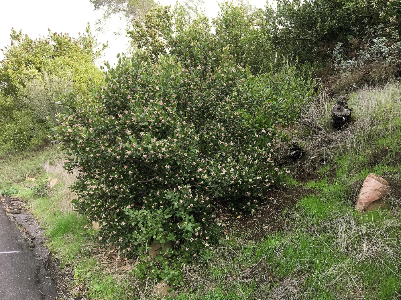 Rhus integrifolia