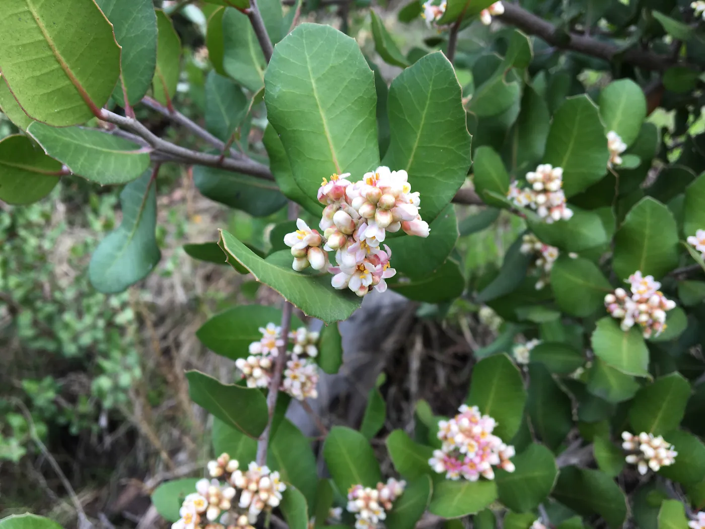 Rhus integrifolia, close-up of flowers
