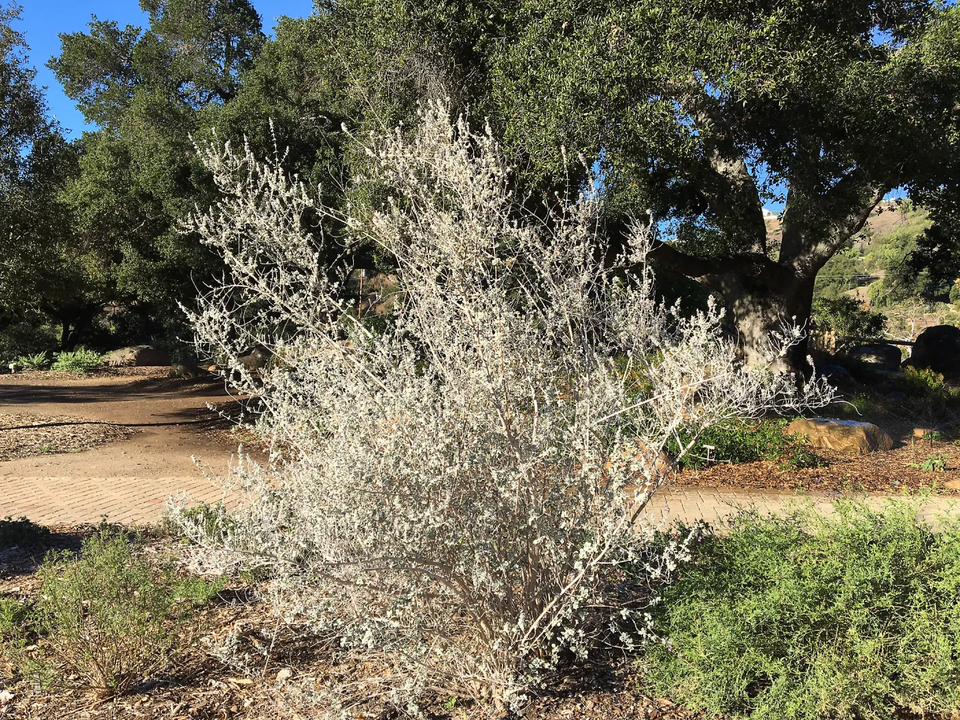 Condea â€˜Silver Lining'