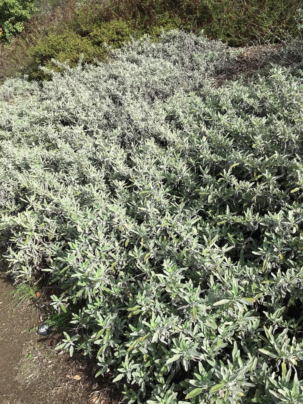Salvia â€˜Bees Bliss'
