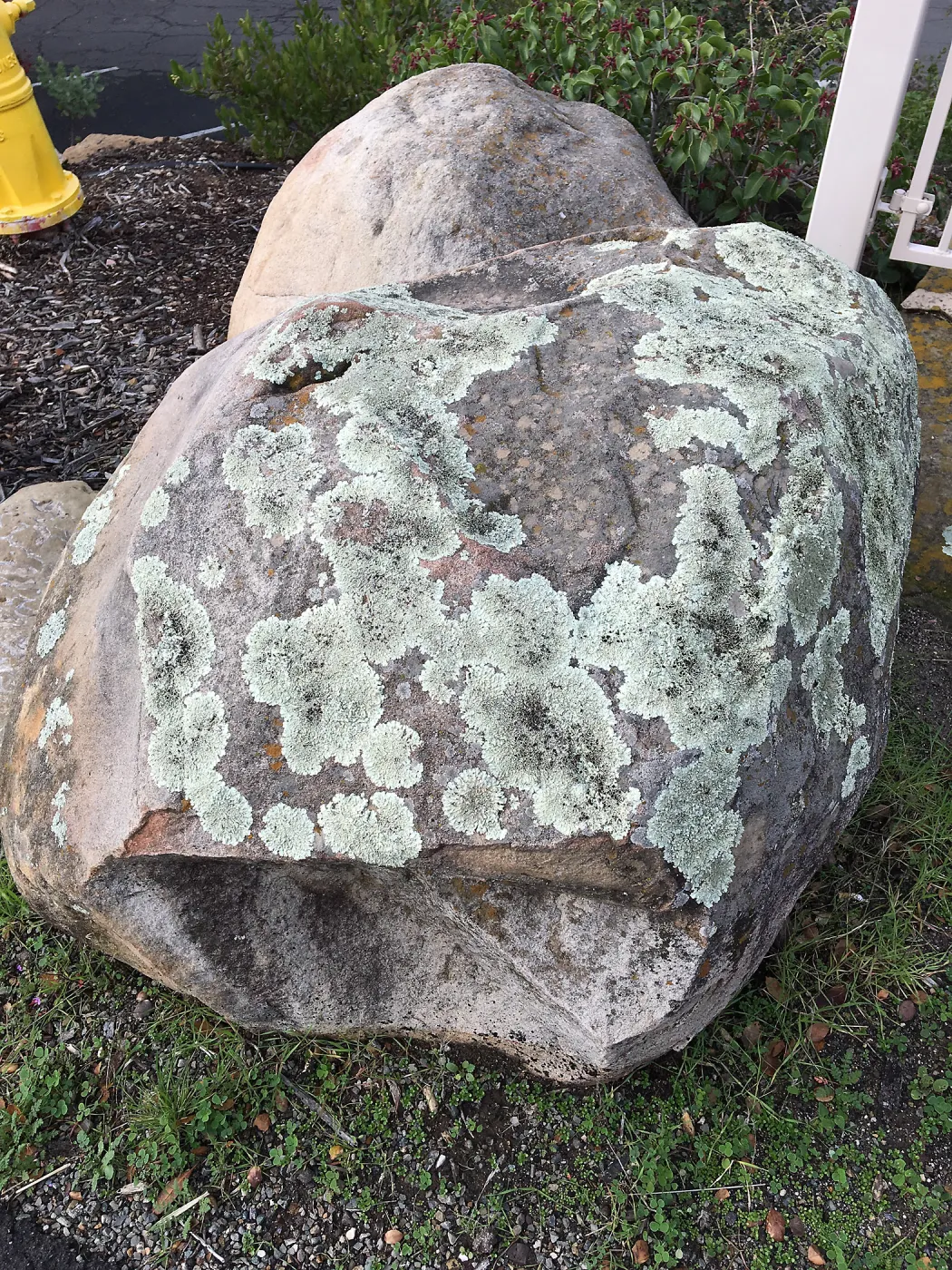 Lichen on the boulder