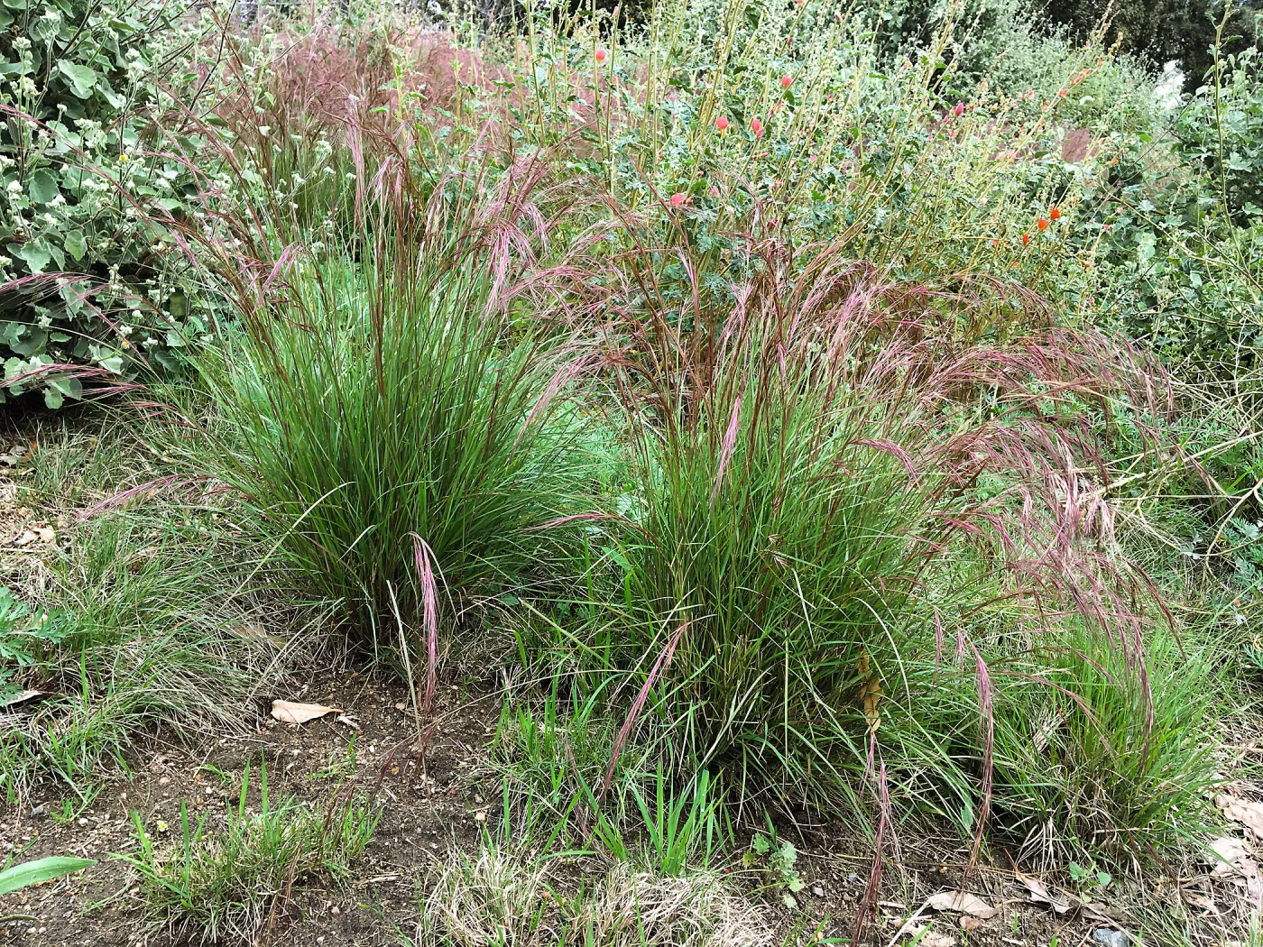 Aristida purpurea at the Urban Nature Garden at the Natural History Museum of Los Angeles