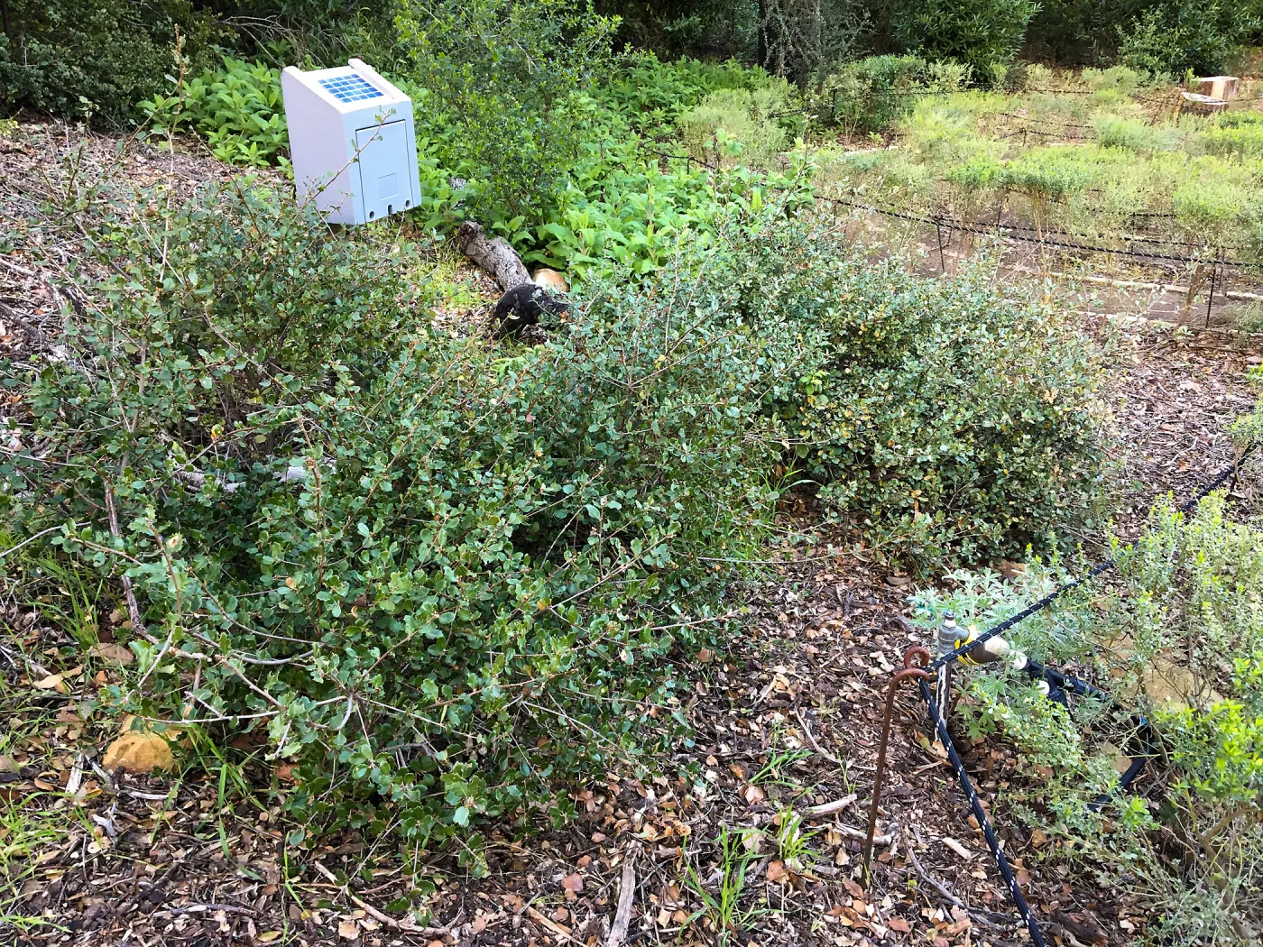 Quercus pacifica and irrigation control, Centennial Maze