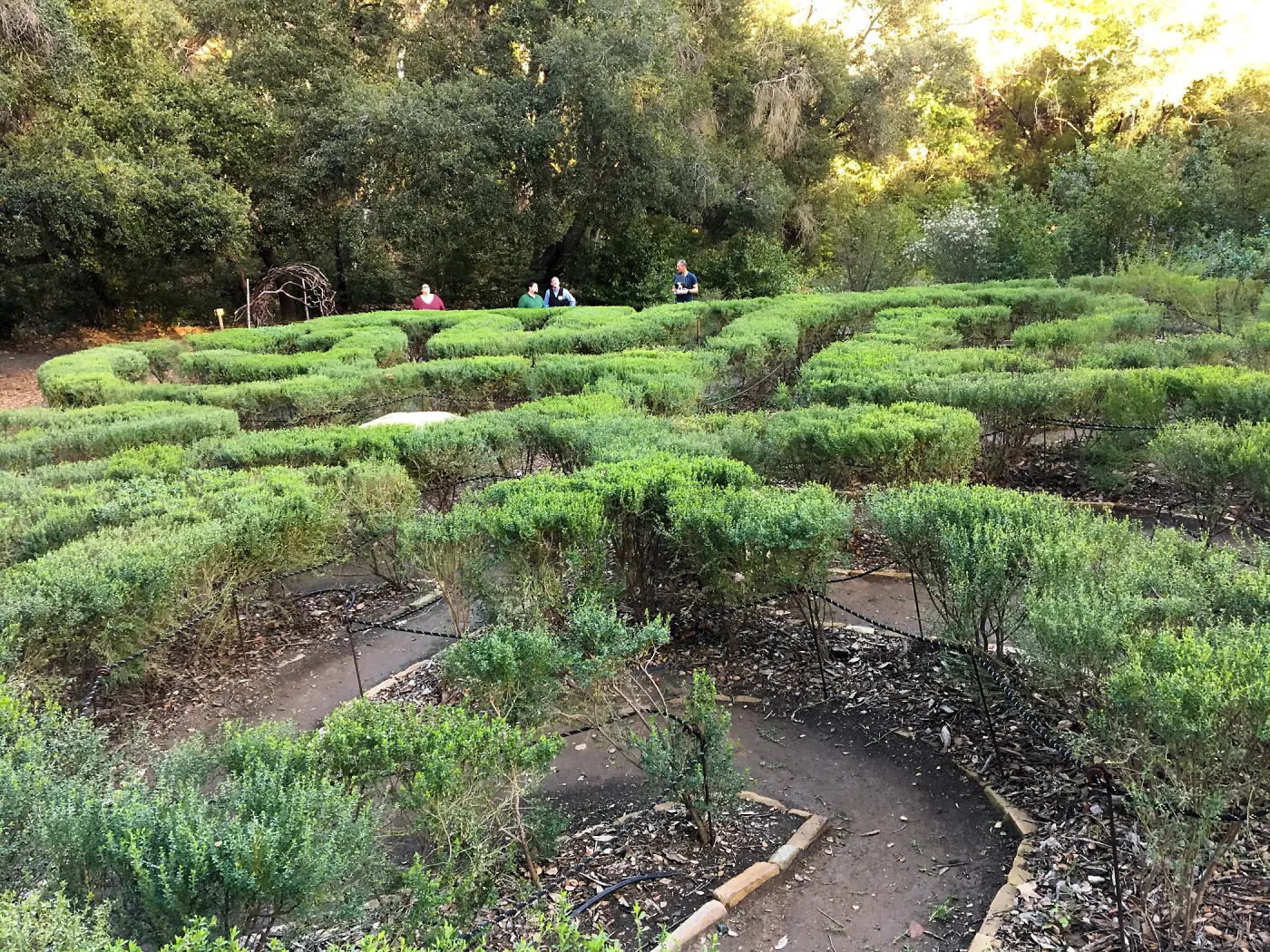 Centennial Maze