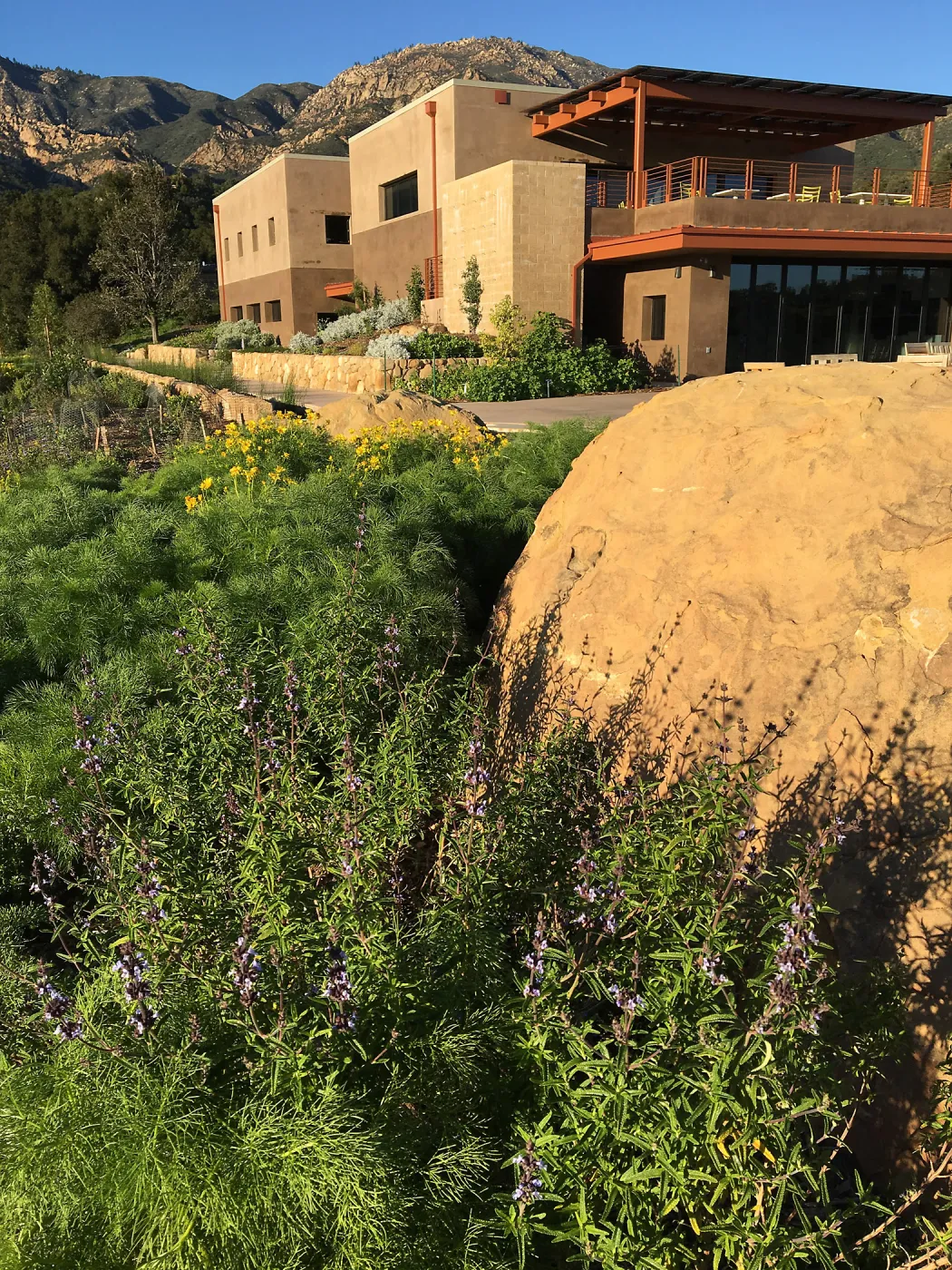 Salvia â€˜Pacific Blue' at the Island View Garden