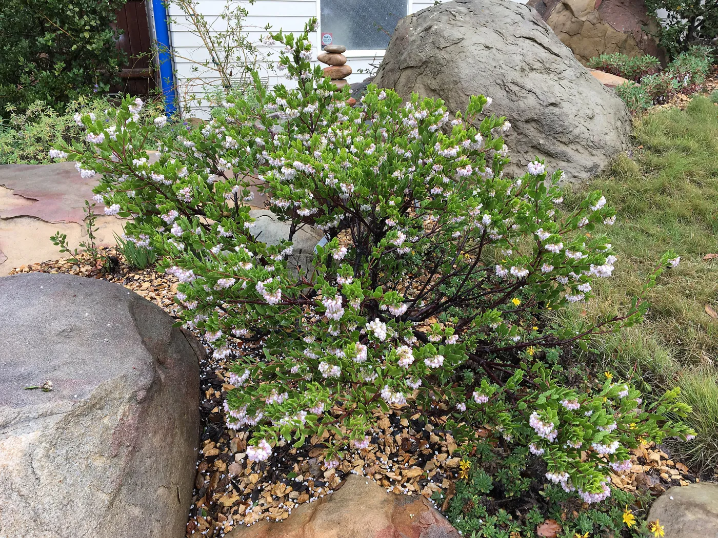 Arctostaphylos densiflorus, Water Wise Home Garden