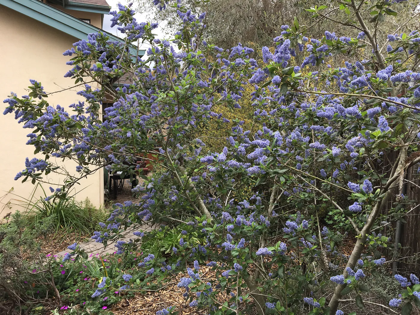 Ceanothus â€˜Ray Hartman' in Betsy Collins garden