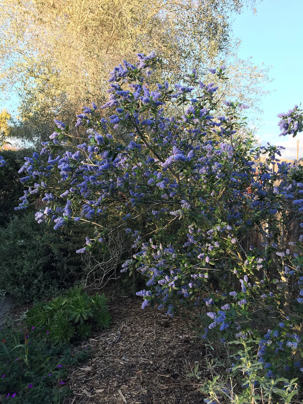 Ceanothus â€˜Ray Hartman' in Betsy Collins garden