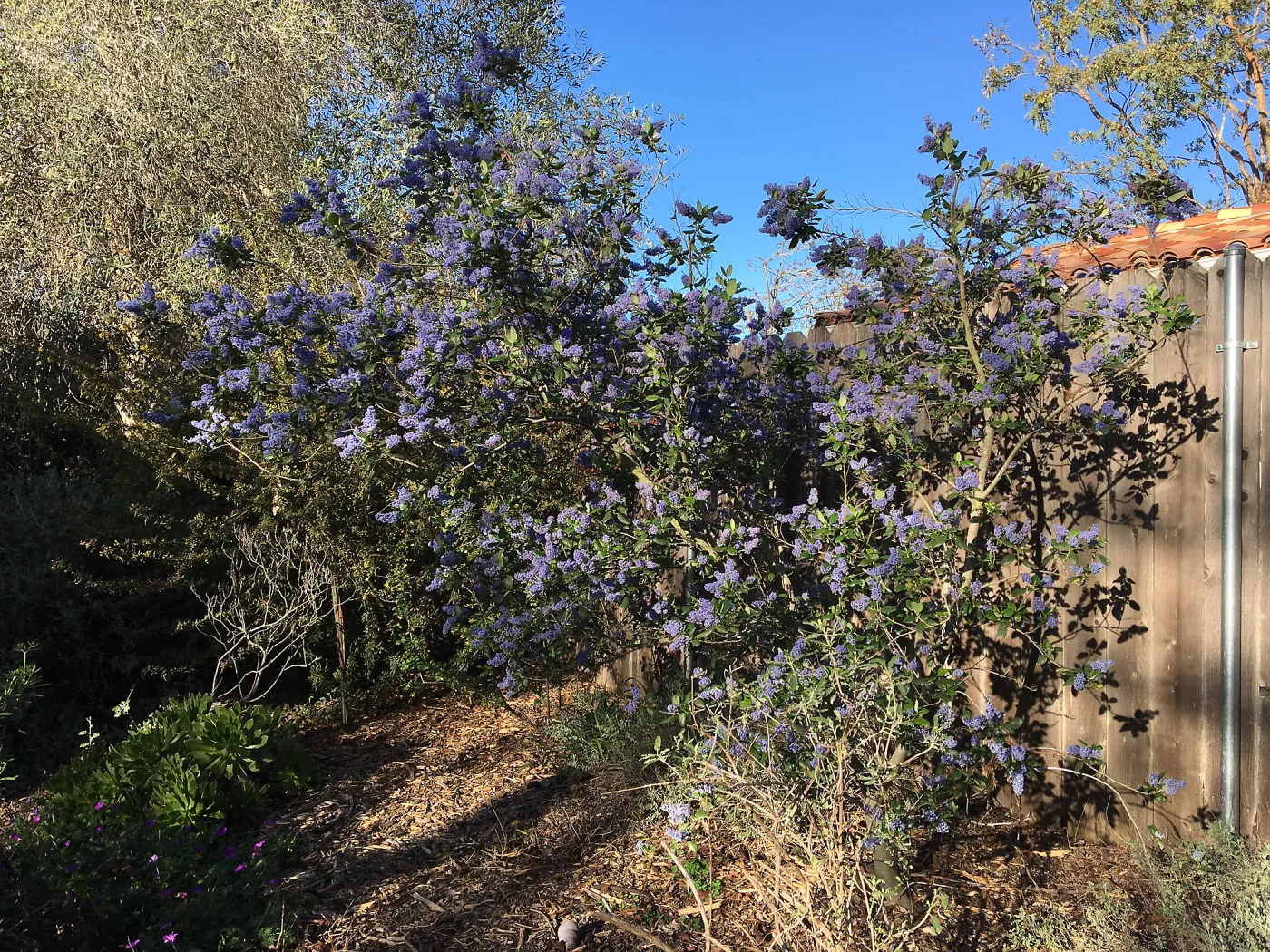 Ceanothus â€˜Ray Hartman' in Betsy Collins garden