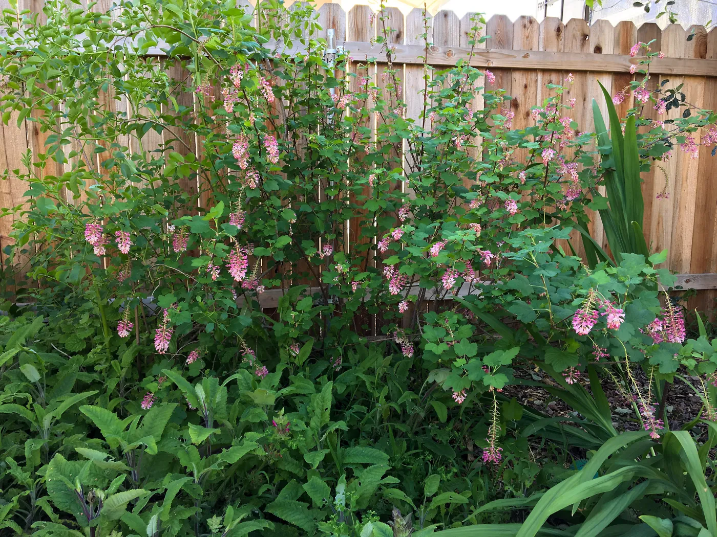 Ribes â€˜Spring Showers' in Betsy Collins garden