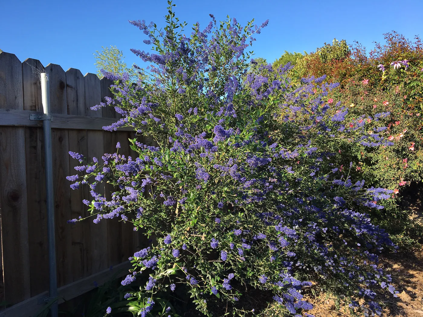 Ceanothus â€˜Sierra Blue' in Betsy Collins garden