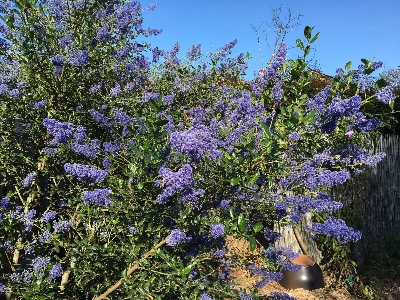 Ceanothus â€˜Sierra Blue' in Betsy Collins garden