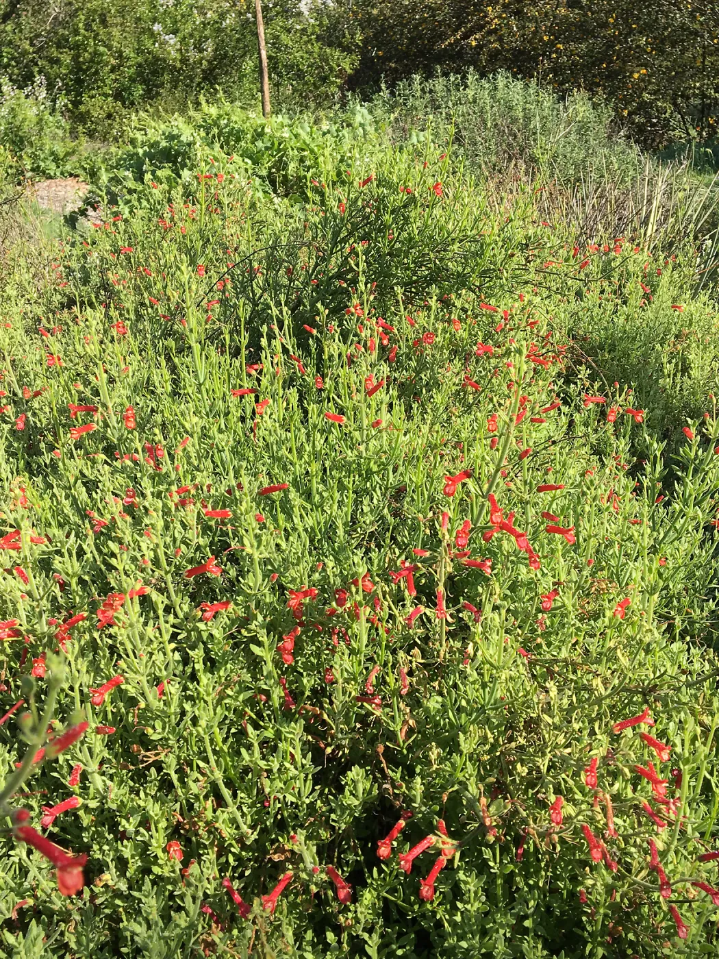 Gambeilia â€˜Firecracker' in the Tunnel Road Triangle