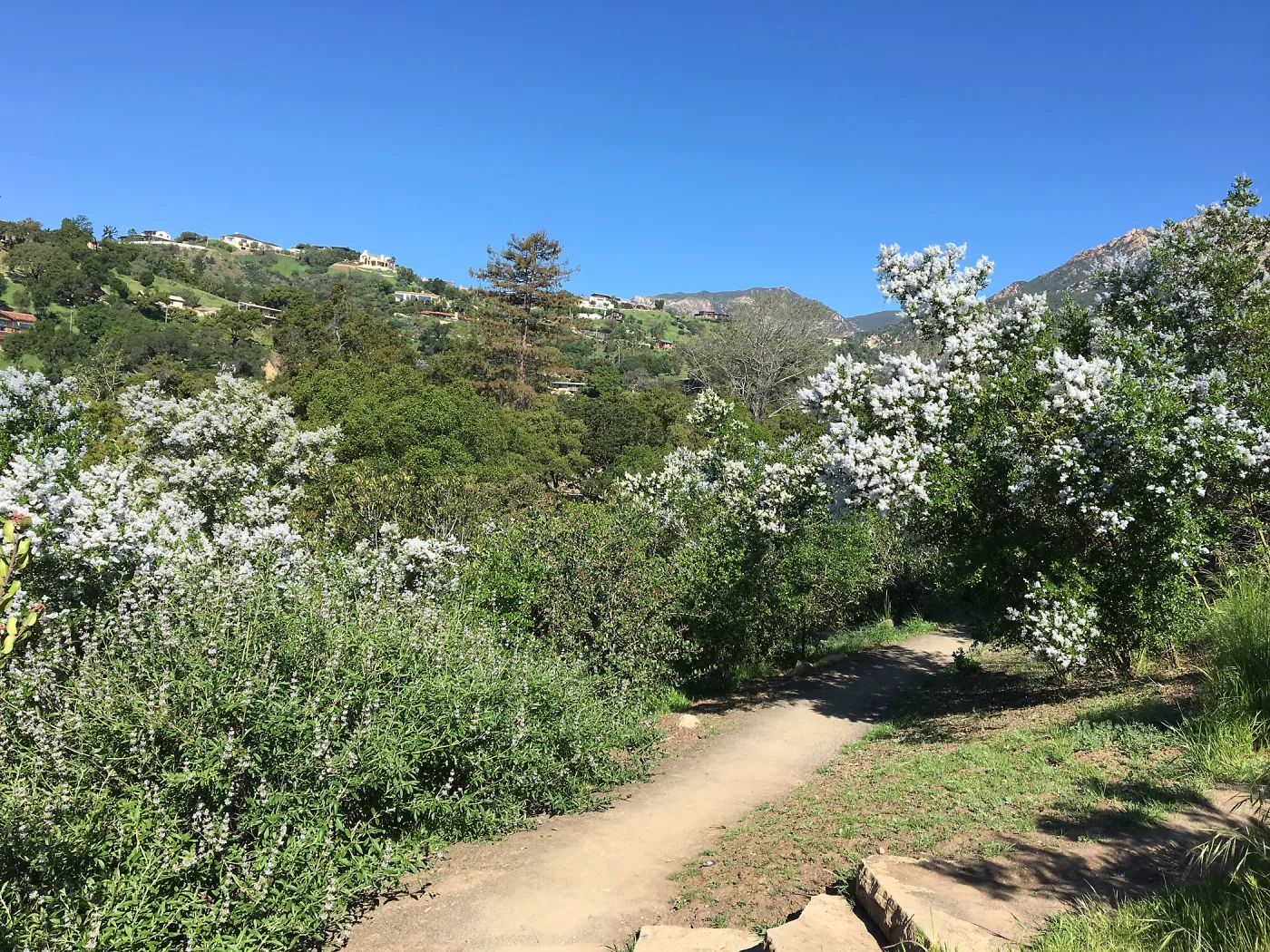 Ceanothus spinosus along the South West Trail