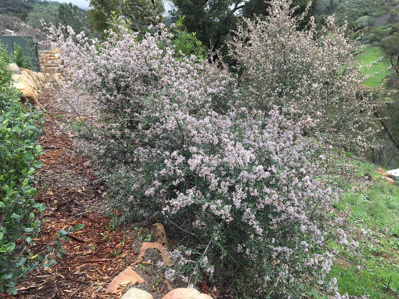 Ceanothus cuneatus v. ramulosus volunteer near Pritzlaff Conservation Center