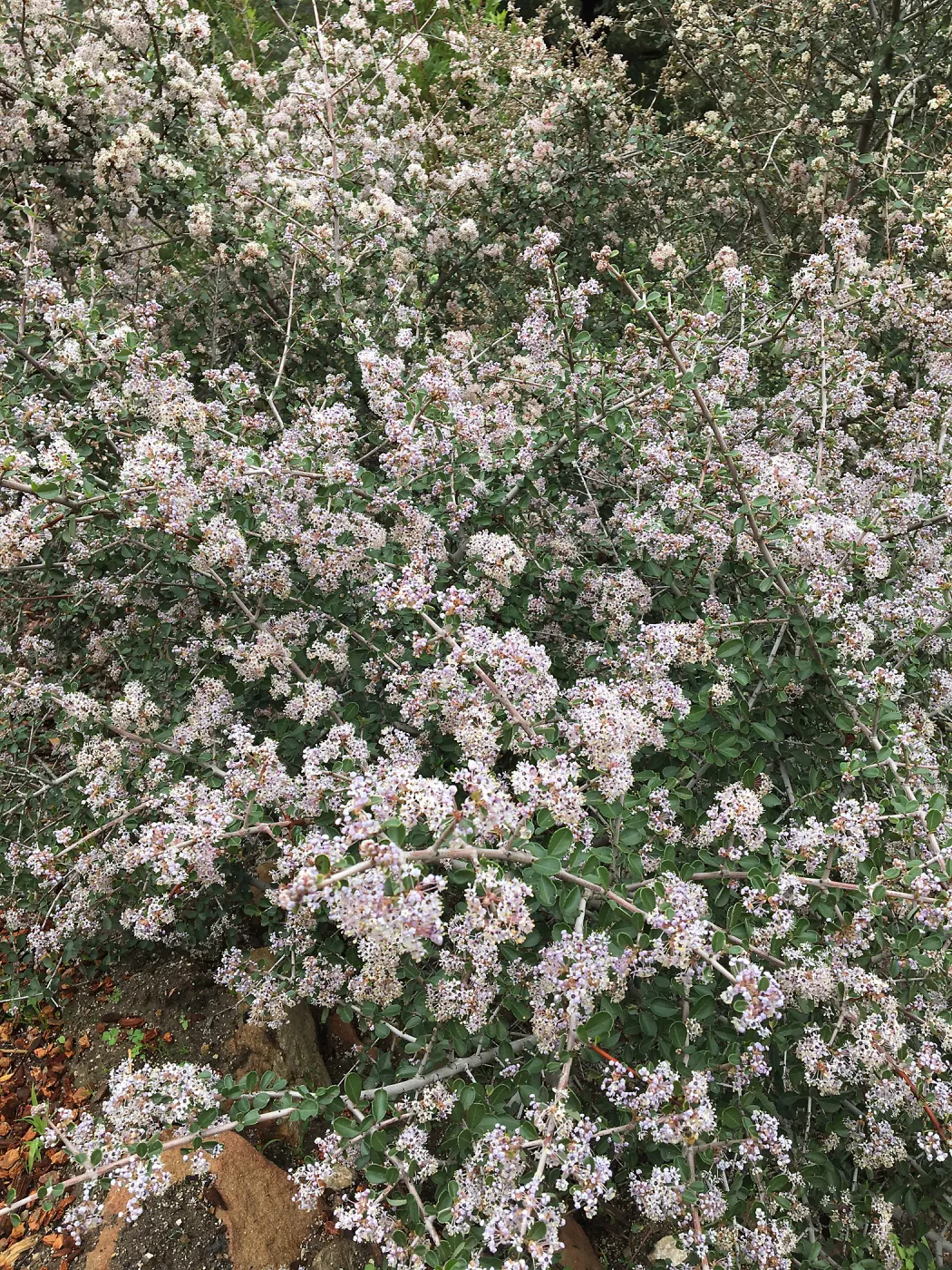 Ceanothus cuneatus v. ramulosus volunteer near Pritzlaff Conservation Center