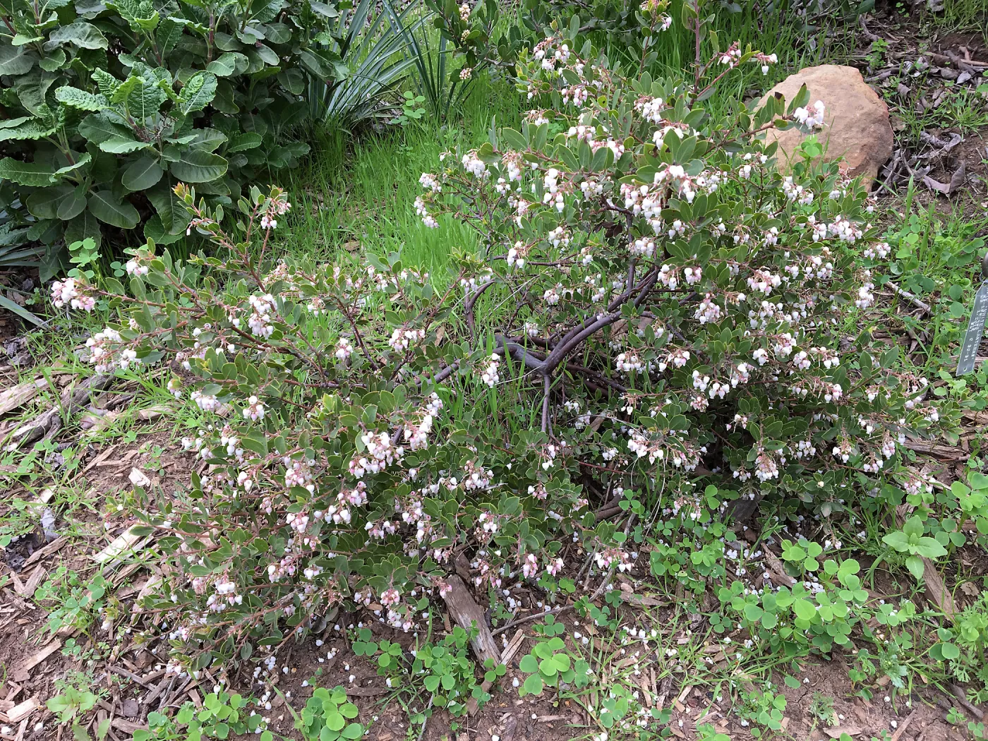 Acrtostpahylos â€˜White Lanterns'
