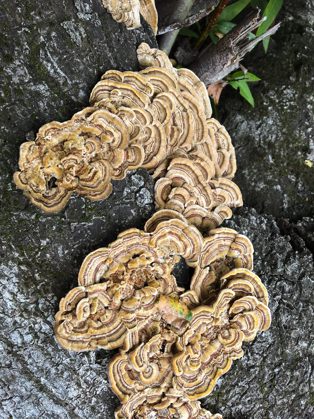 Shelf mushroom 