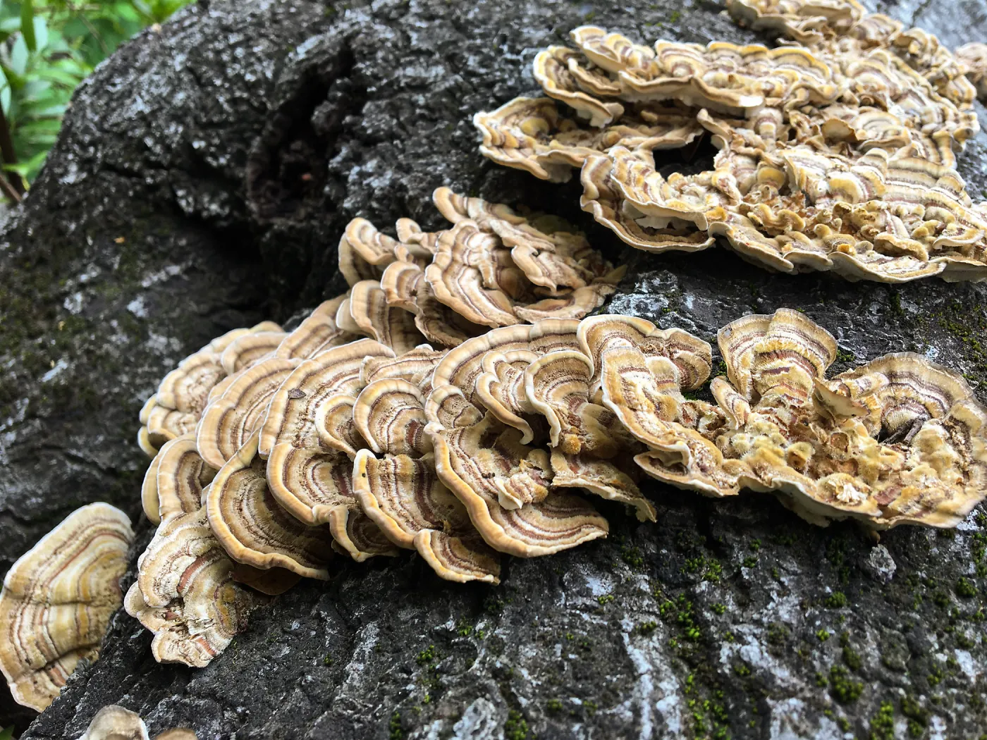 Shelf mushroom 