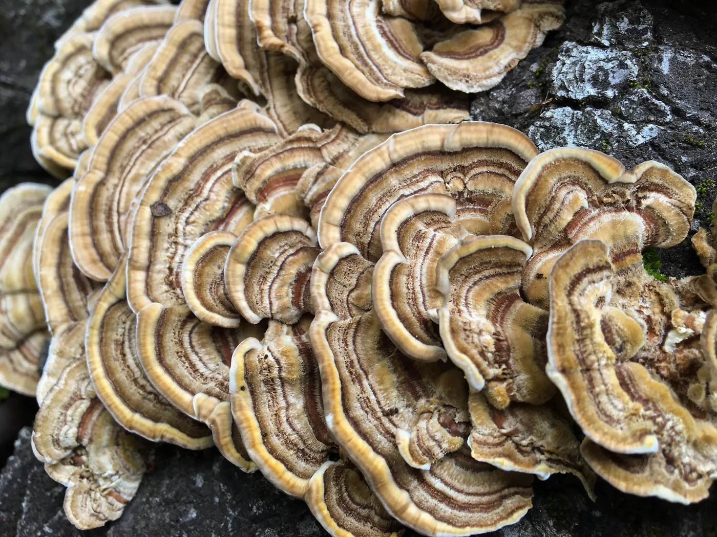 Shelf mushroom 